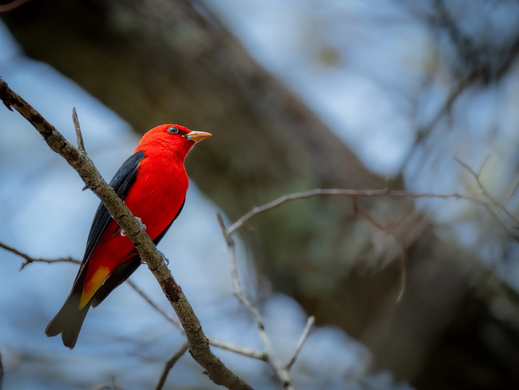 Scarlet Tanager (Piranga olivacea) — A flash of scarlet anchors a tangle of branches.