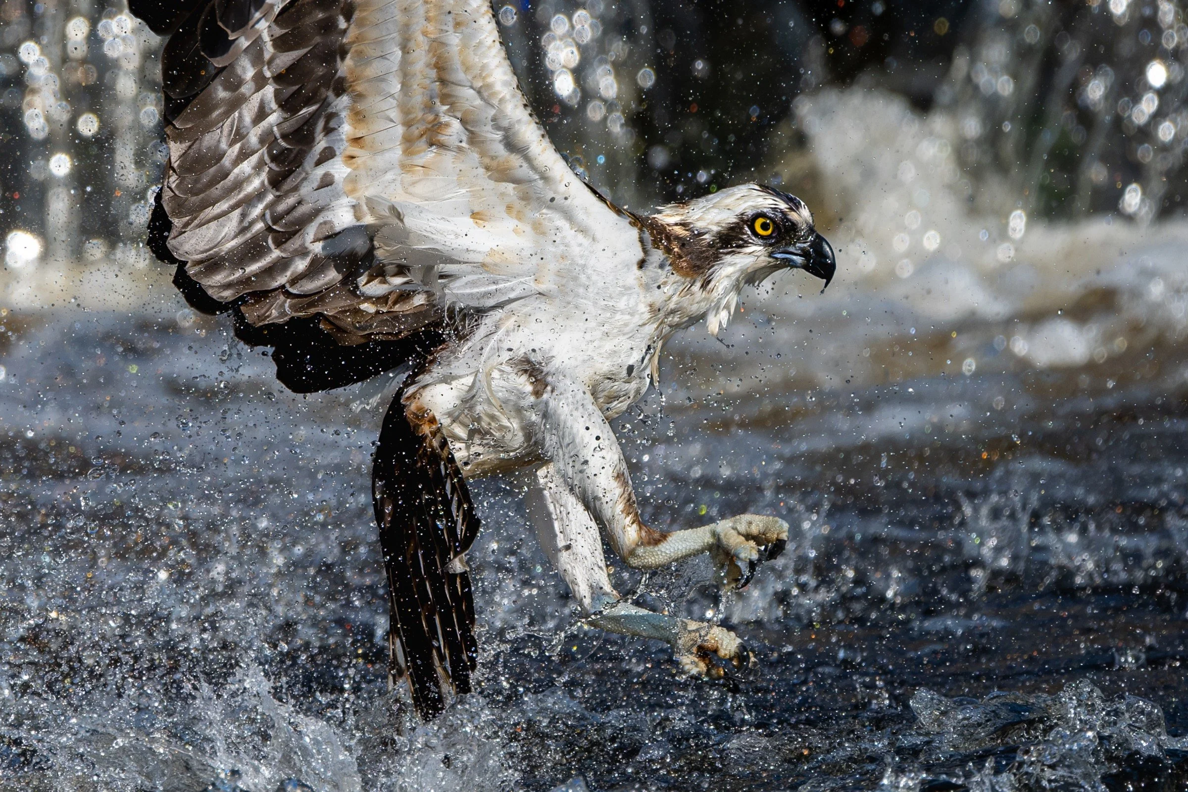 Osprey (Pandion haliaetus) — An osprey breaks through the surface in a burst of water and open wings.