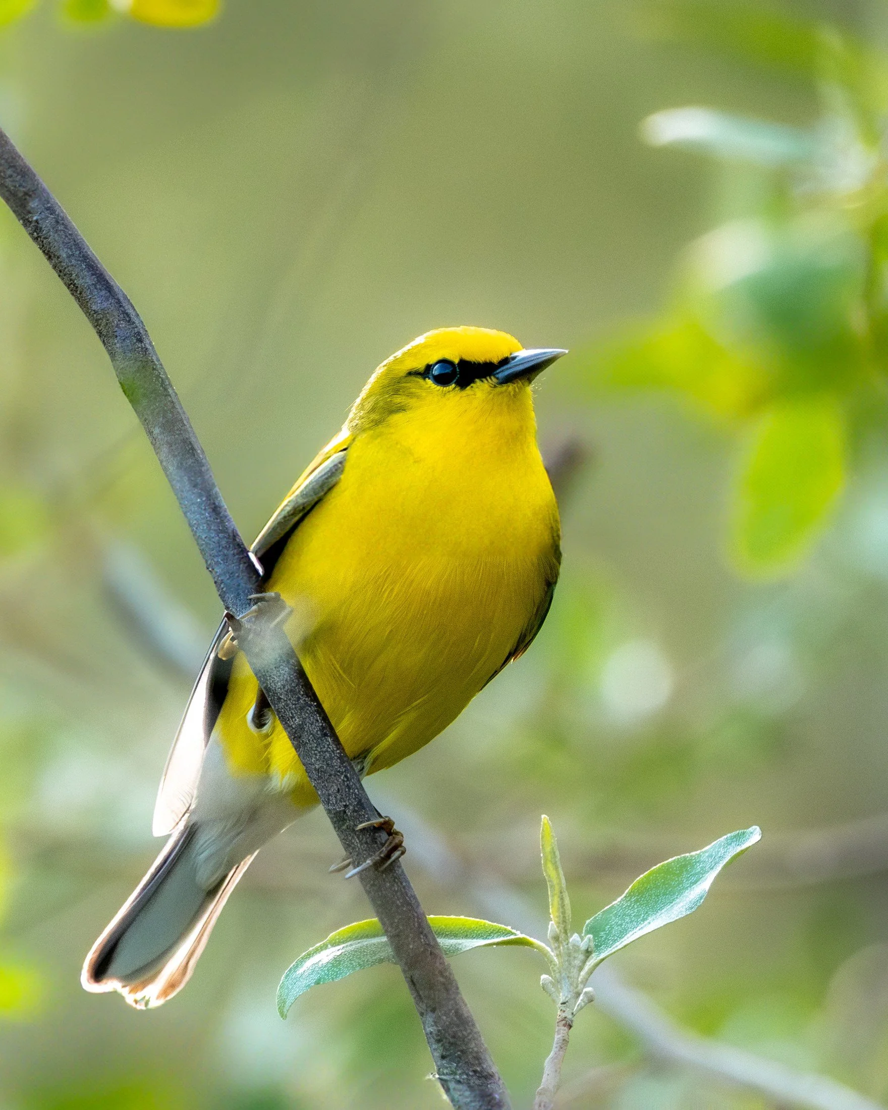 Blue-winged Warbler (Vermivora cyanoptera) — A yellow breast and fine black eye line glow against new leaves.