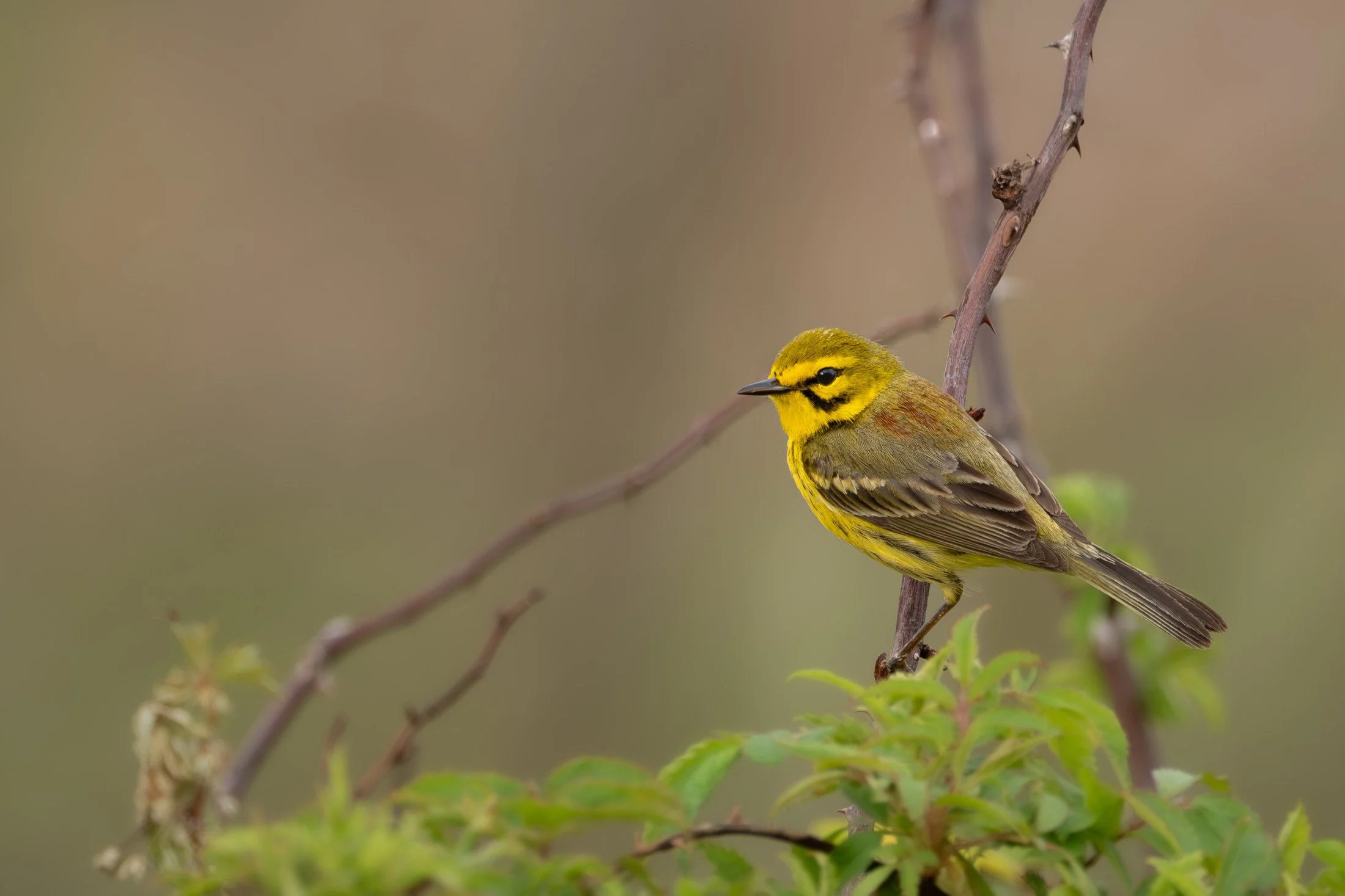 Prairie Warbler (Setophaga discolor) — A delicate songbird pauses in the open space between twigs.