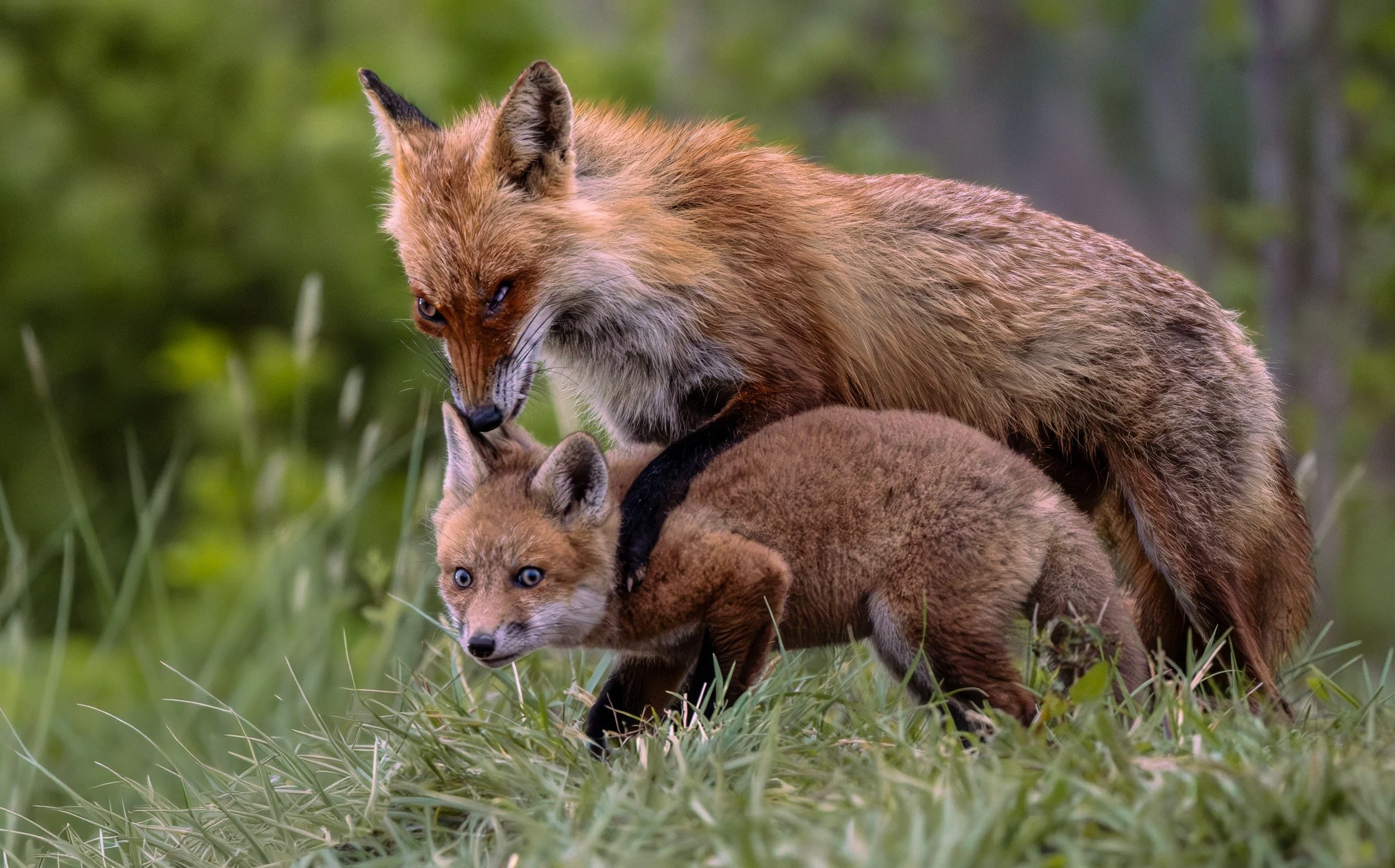 Red Fox (Vulpes vulpes) — Grooming between an adult fox and a kit reveals a quiet moment of care.