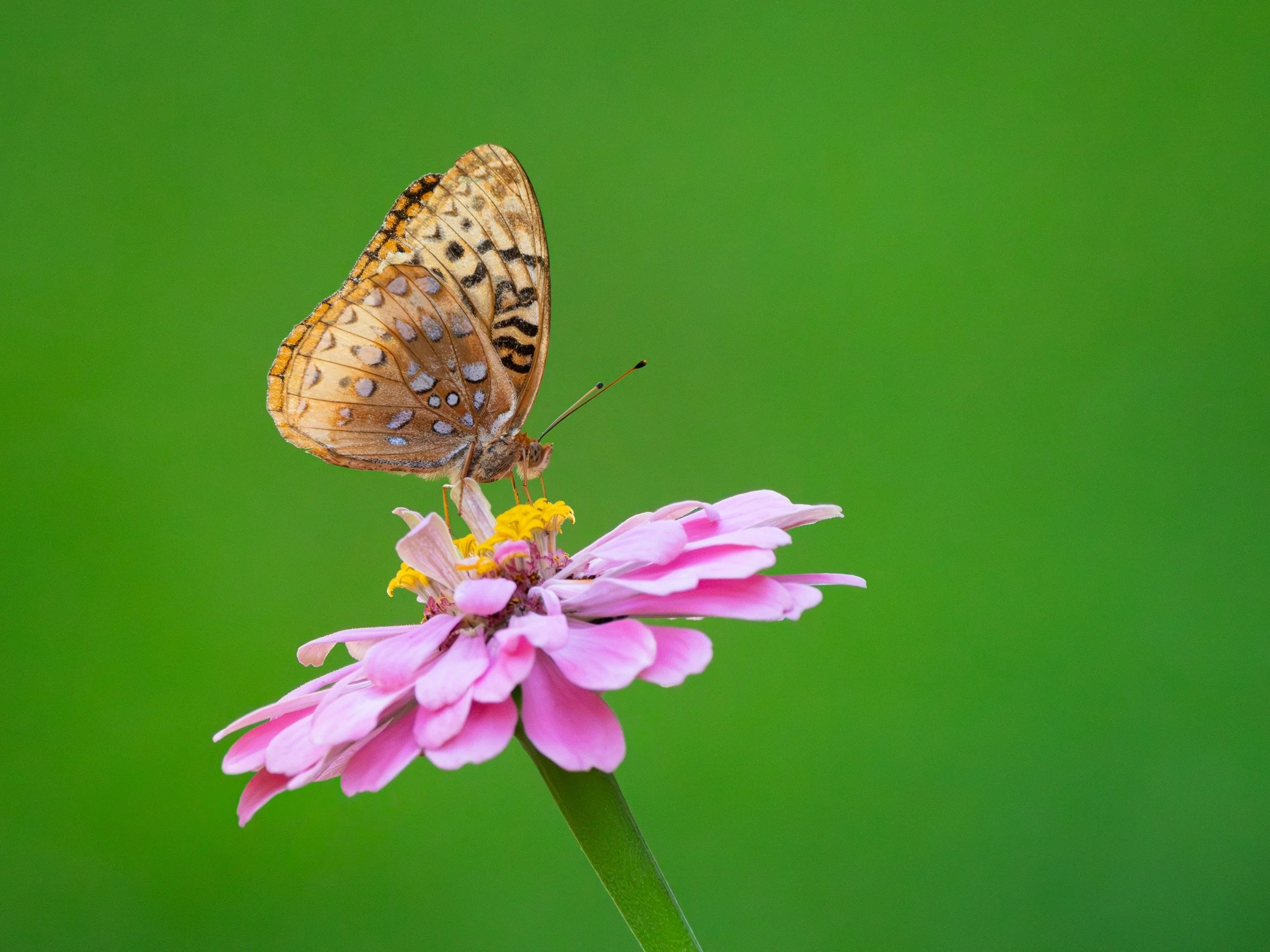 Great Spangled Fritillary (Speyeria cybele) — Silver-spotted wings and vivid pink petals stand clear against soft green.