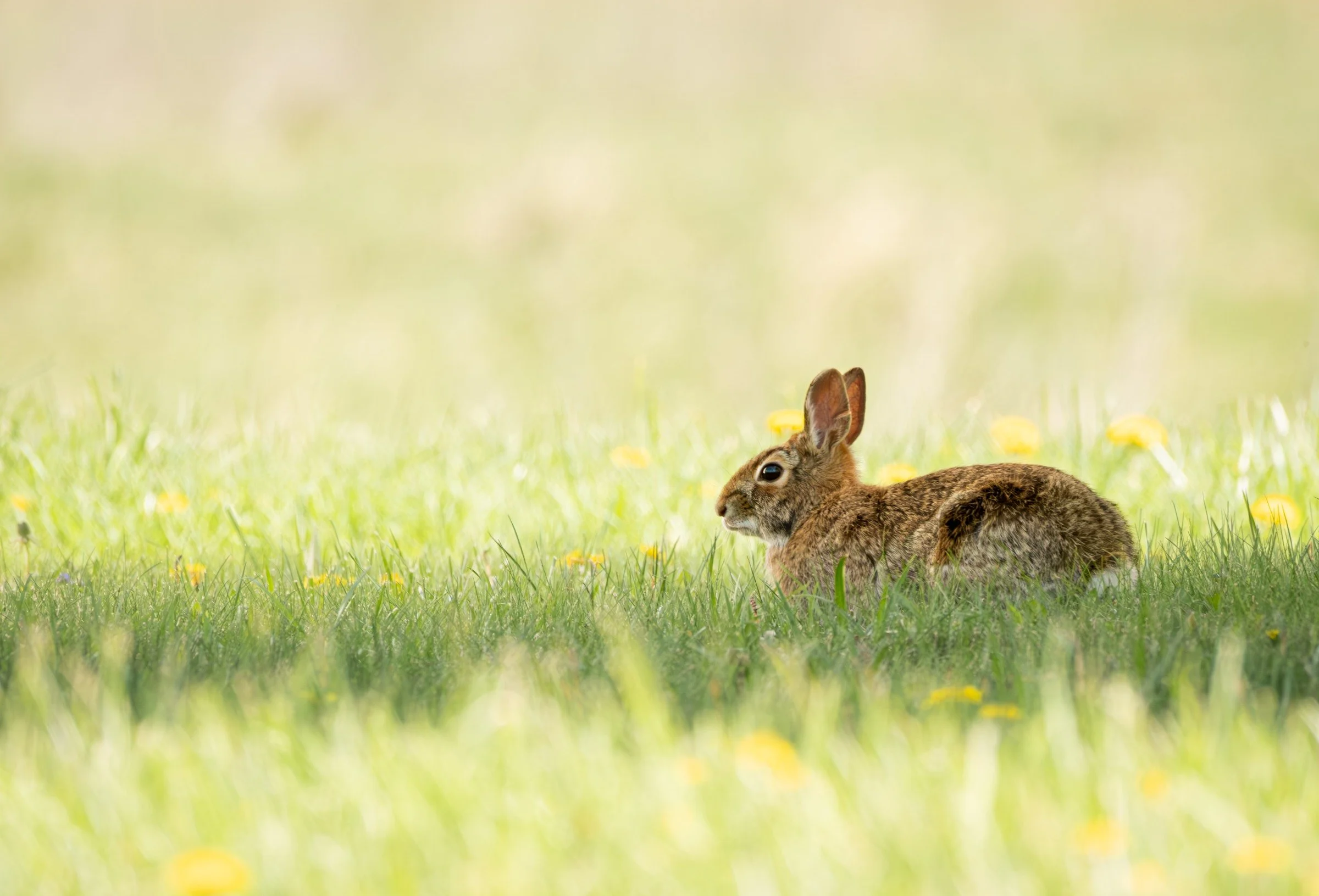 Eastern Cottontail (Sylvilagus floridanus) — A rabbit rests low in the grass, almost disappearing into the light.