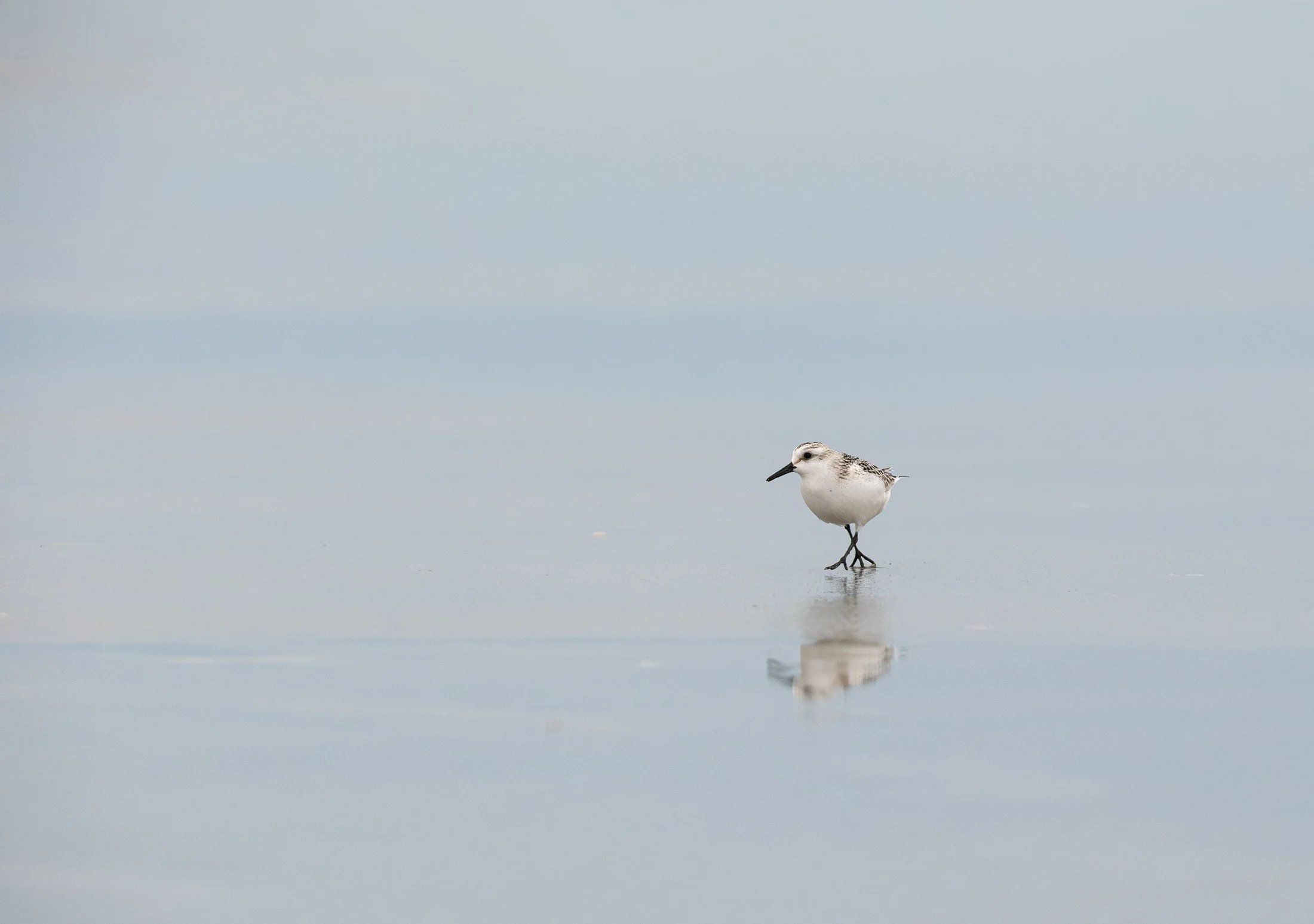 Sanderling (Calidris alba) — A small shorebird and its reflection occupy a quiet expanse of pale water.