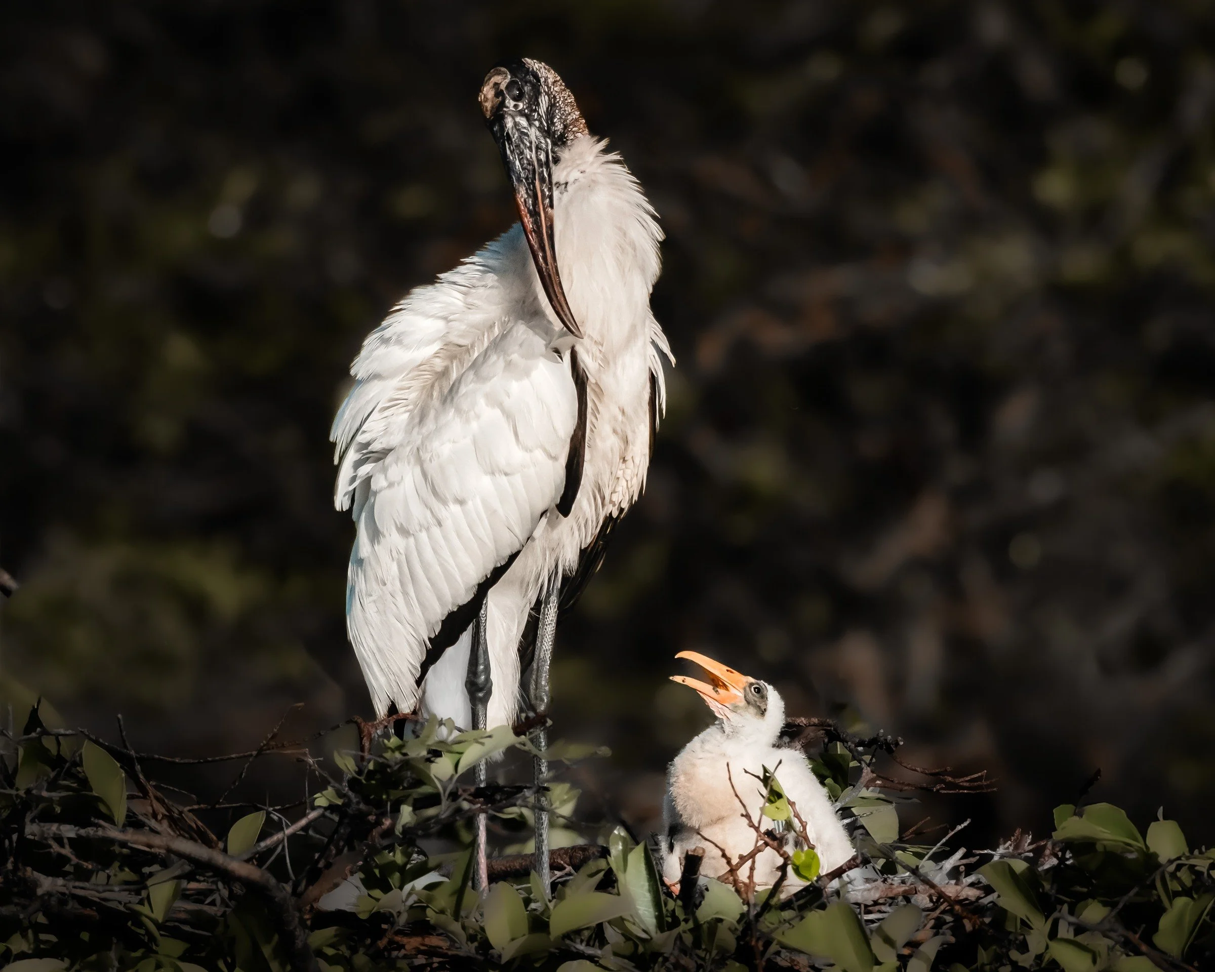 Wood Stork (Mycteria americana) — An adult and chick share the crowded space of a wetland nest.