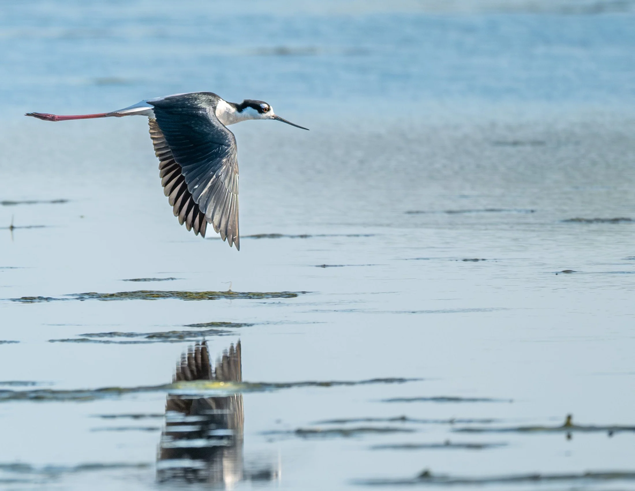 Black-necked Stilt (Himantopus mexicanus) — Long pink legs trail a Black-necked Stilt as it flies low above its reflection.