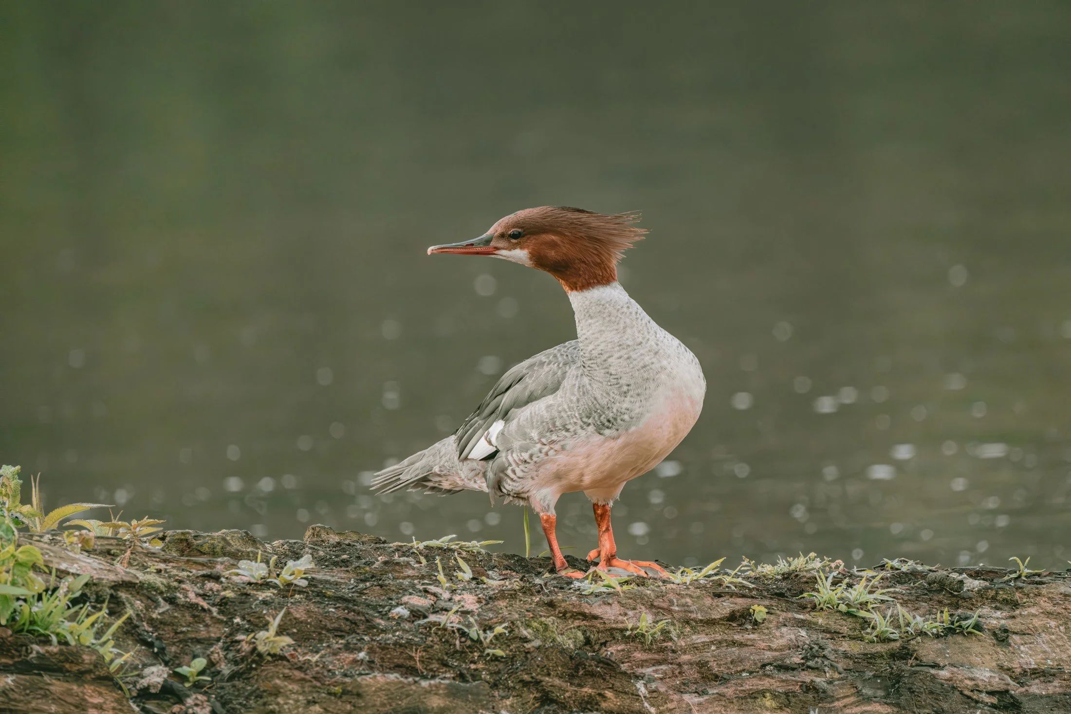 Common Merganser (Mergus merganser) — A crested merganser pauses at the edge of the river.