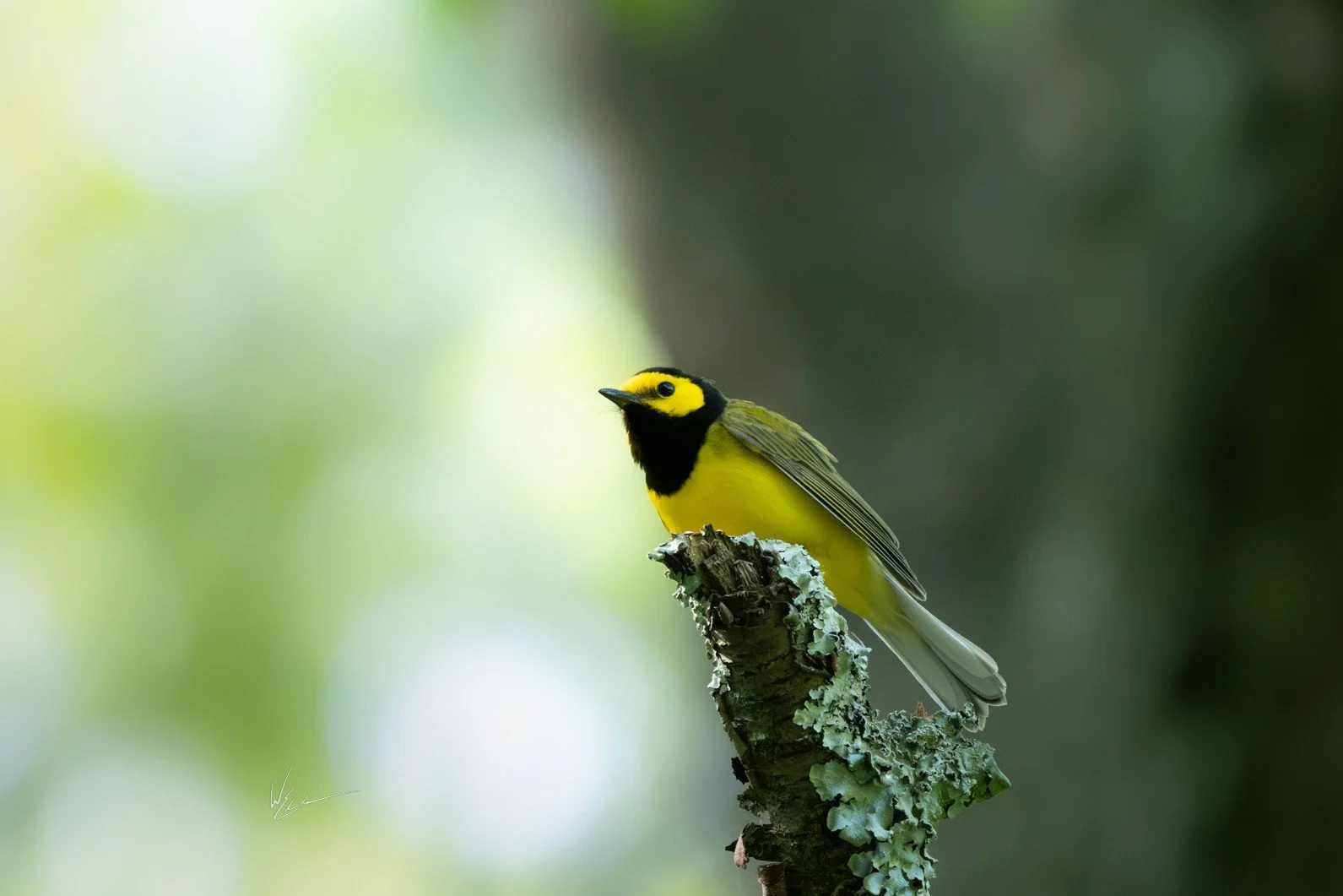 Hooded Warbler (Setophaga citrina) — A bright face and dark hood stand out within the woodland foliage.