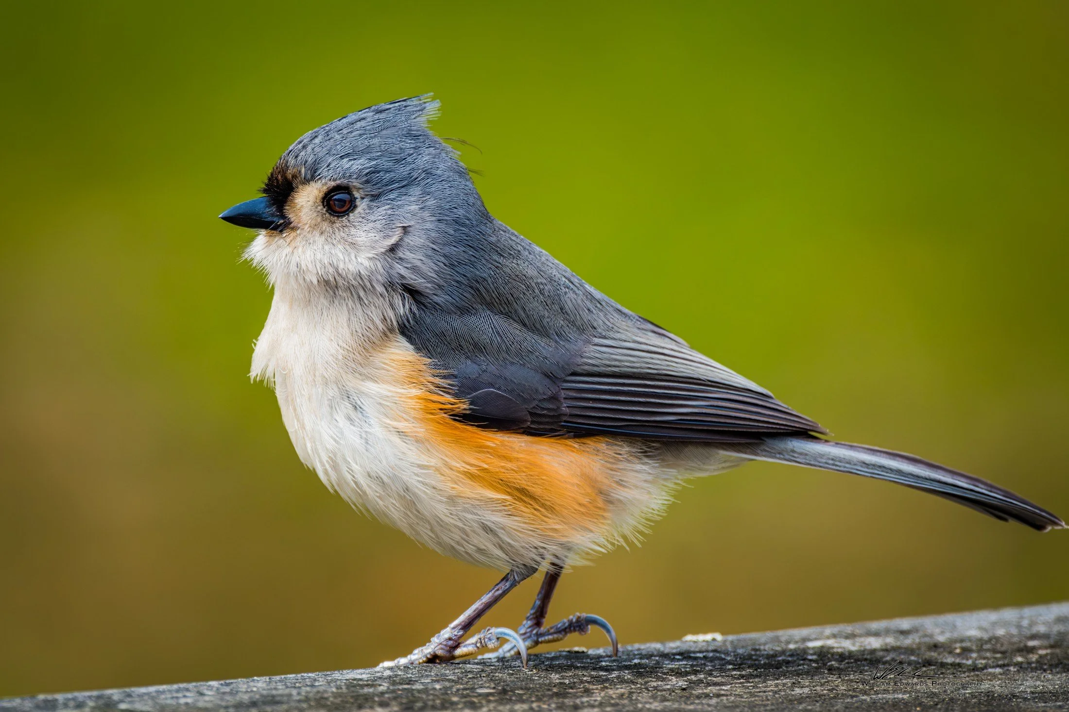 Tufted Titmouse (Baeolophus bicolor) — A raised crest and clear eye bring personality to a small woodland portrait.