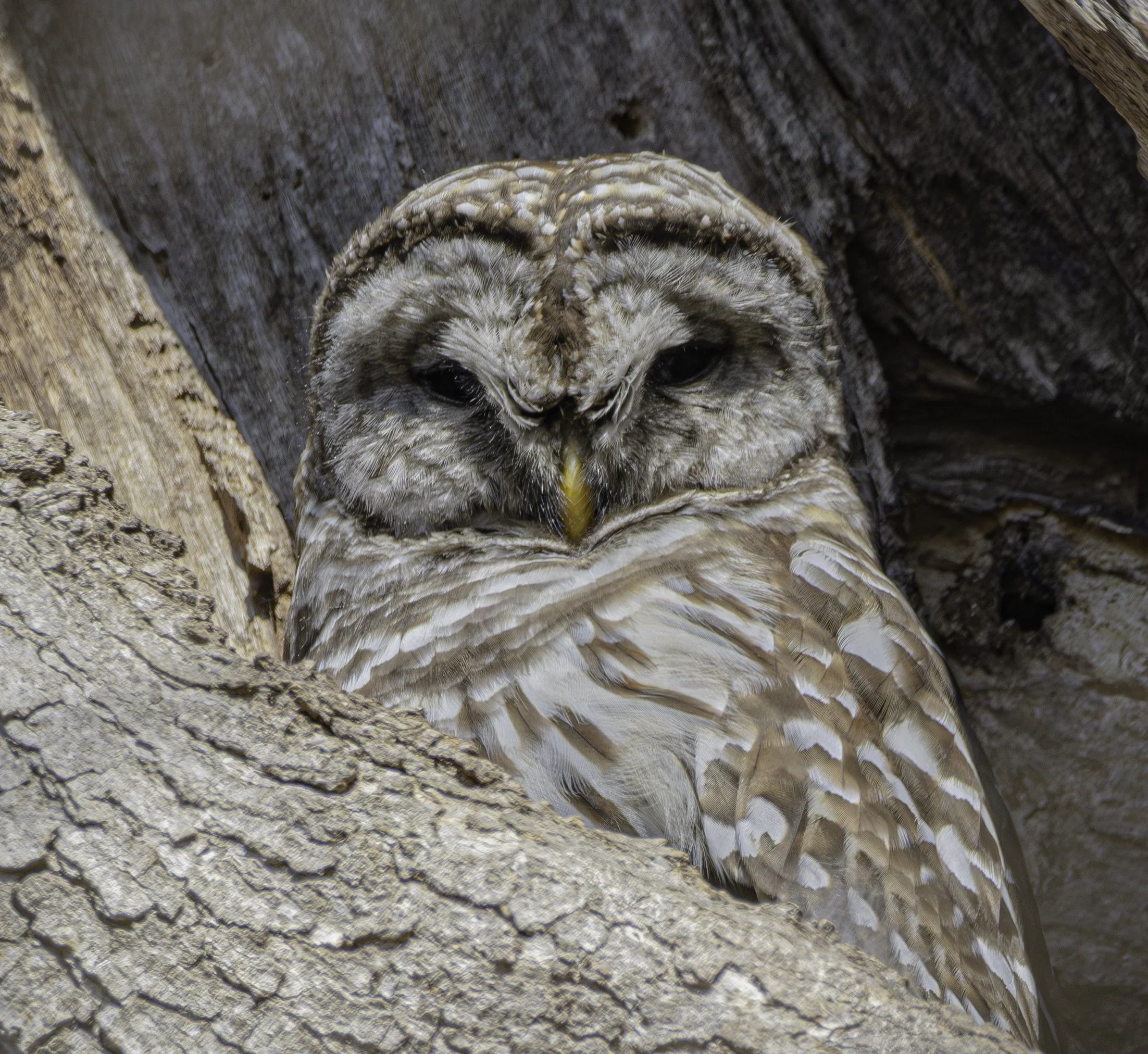 Barred Owl — A Barred Owl rests in a tree hollow, its softly patterned face framed by textured bark.