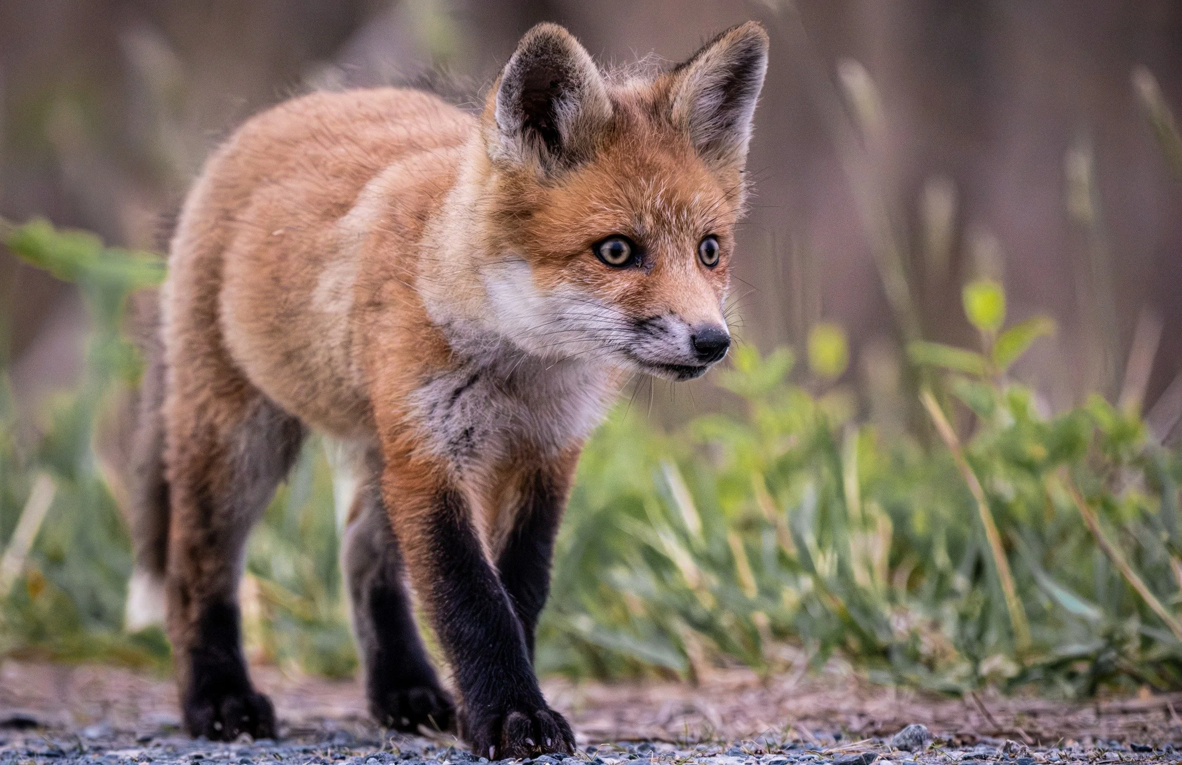 Red Fox (Vulpes vulpes) — An alert young fox pauses close to the ground, ears forward and eyes bright.
