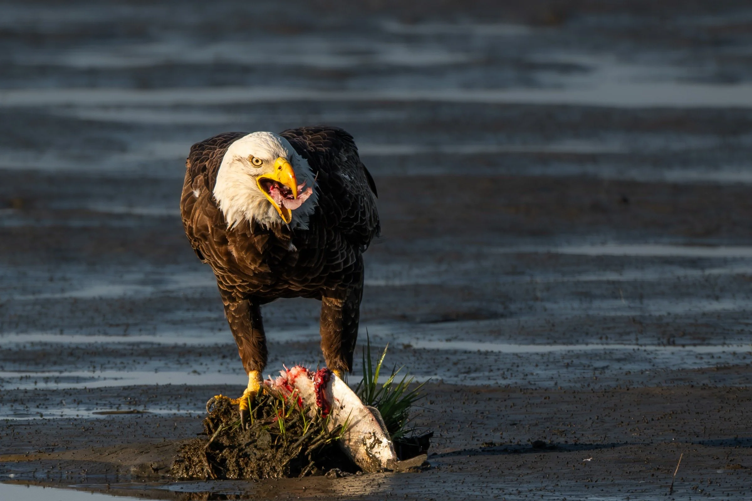Bald Eagle (Haliaeetus leucocephalus) — An eagle stands over a fish, its intense gaze meeting the camera.