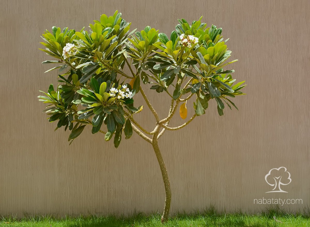 ياسمين هندي (Jasminum sambac)