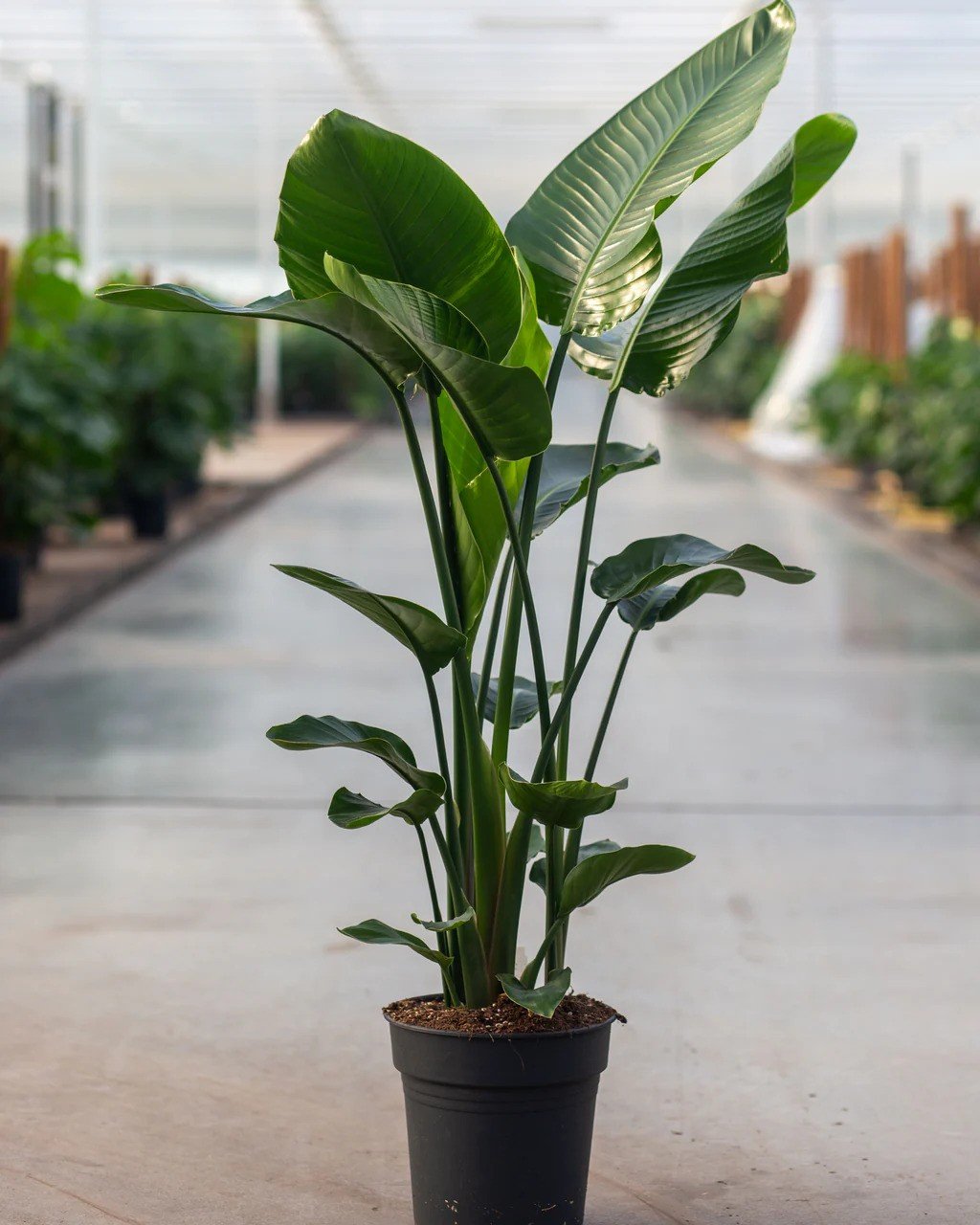عصفور الجنة (Strelitzia reginae)