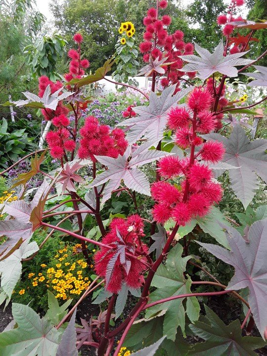 خروع(Ricinus communis)