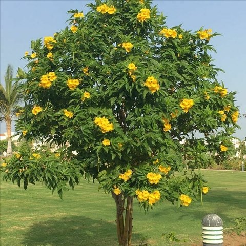 التيكوما(Tecoma stans)