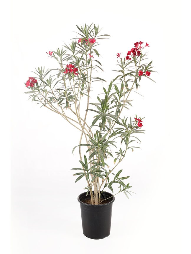 الدفلة(Nerium oleander)