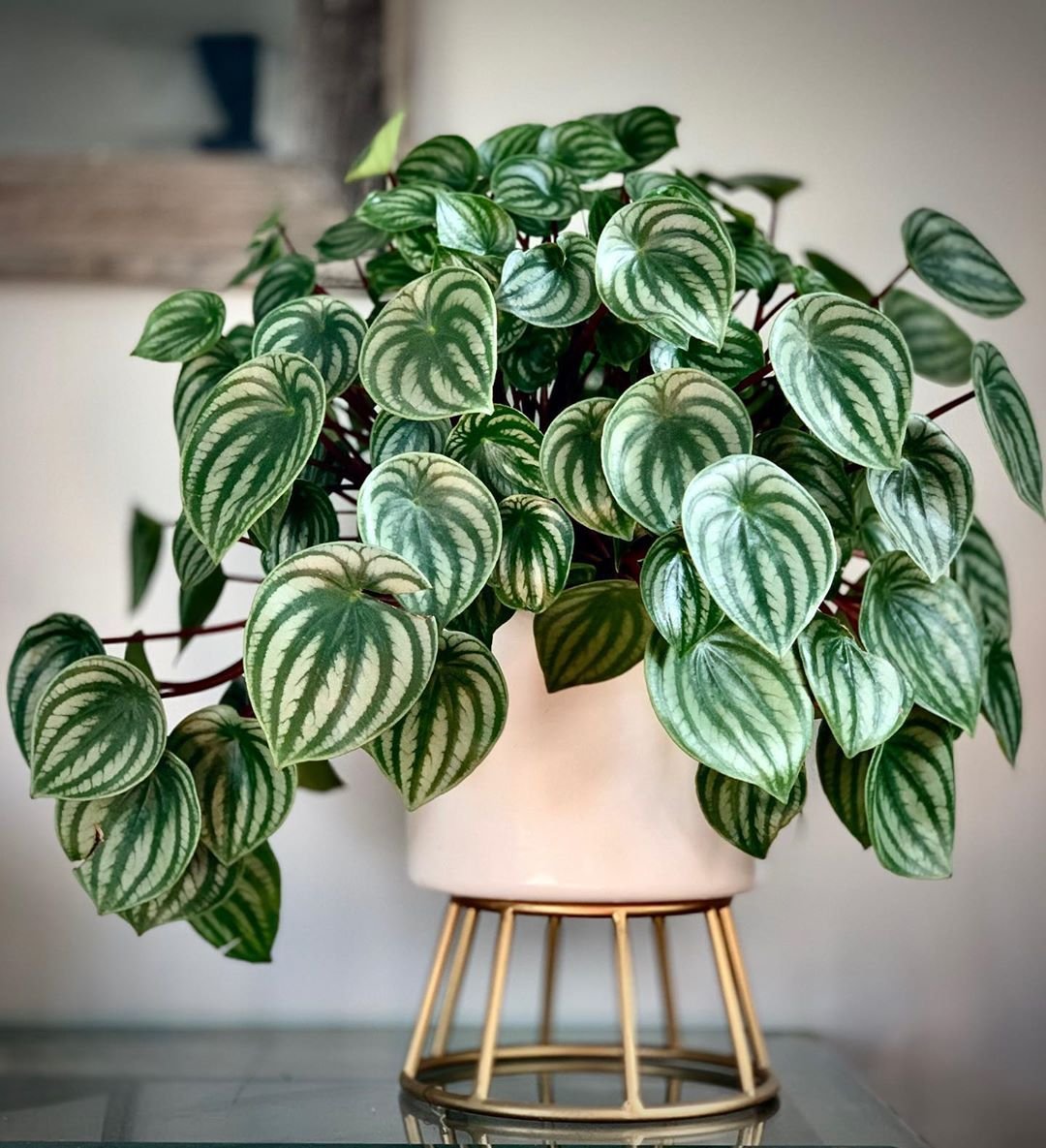 Peperomia