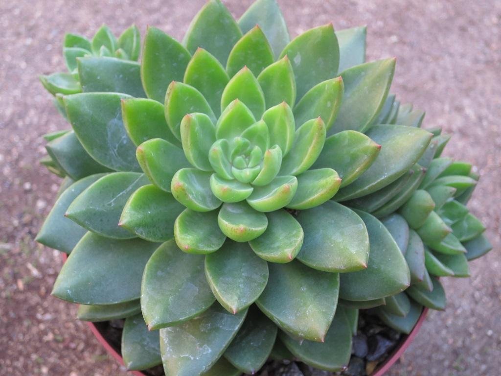 سدمsedum
