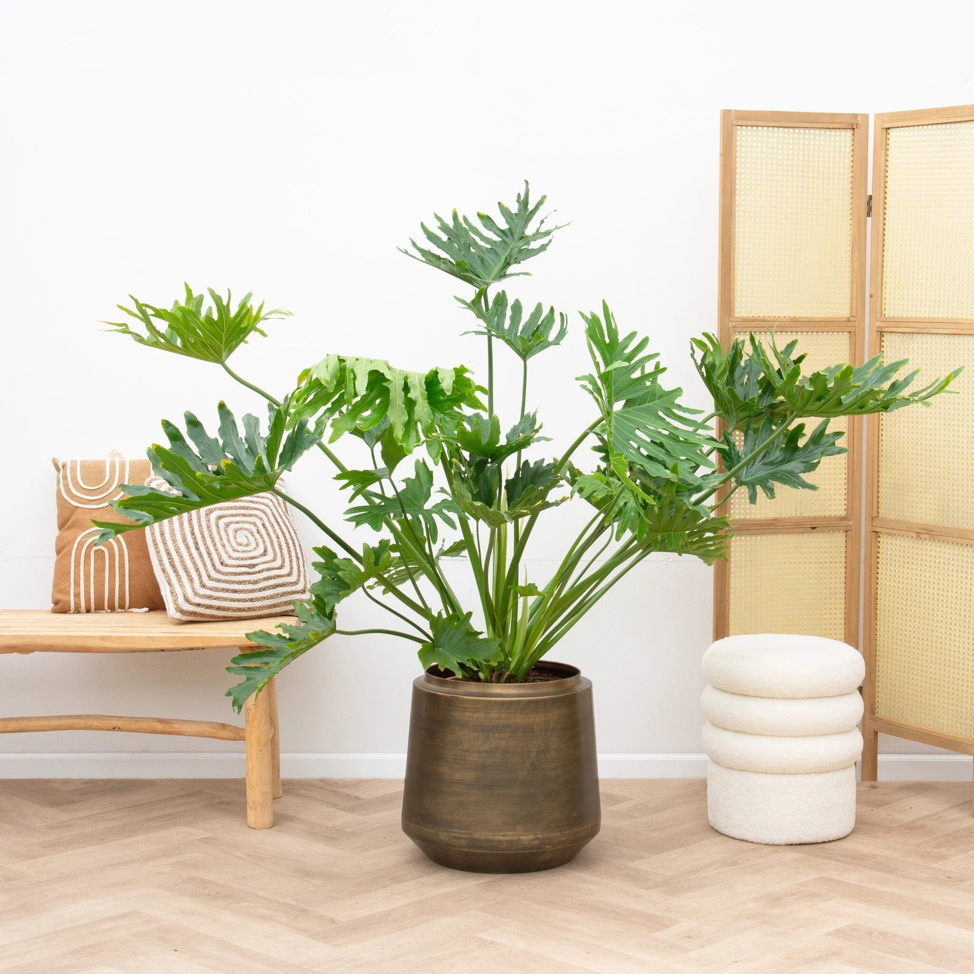 Philodendron