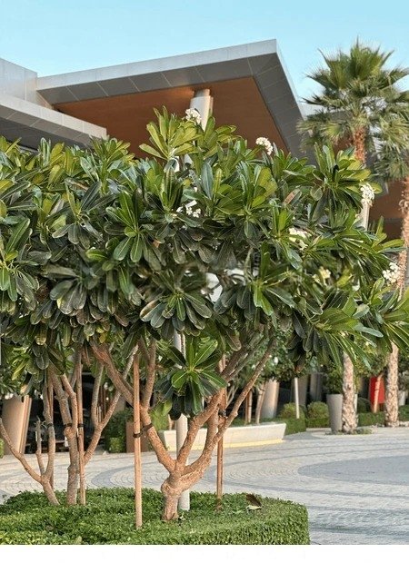 فتنة(Plumeria)