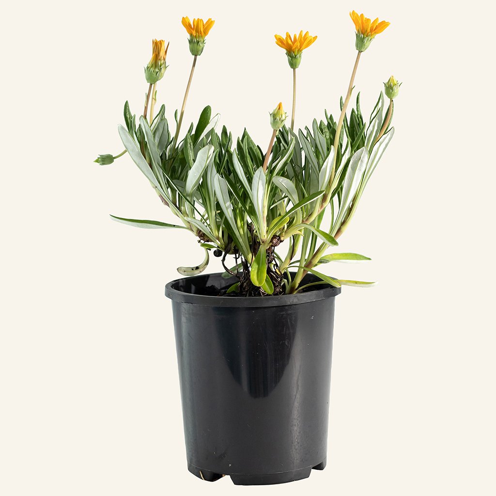الجازانيا(Gazania rigens)