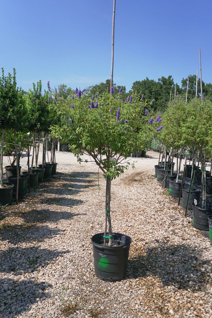 كف مريم(Chaste tree)