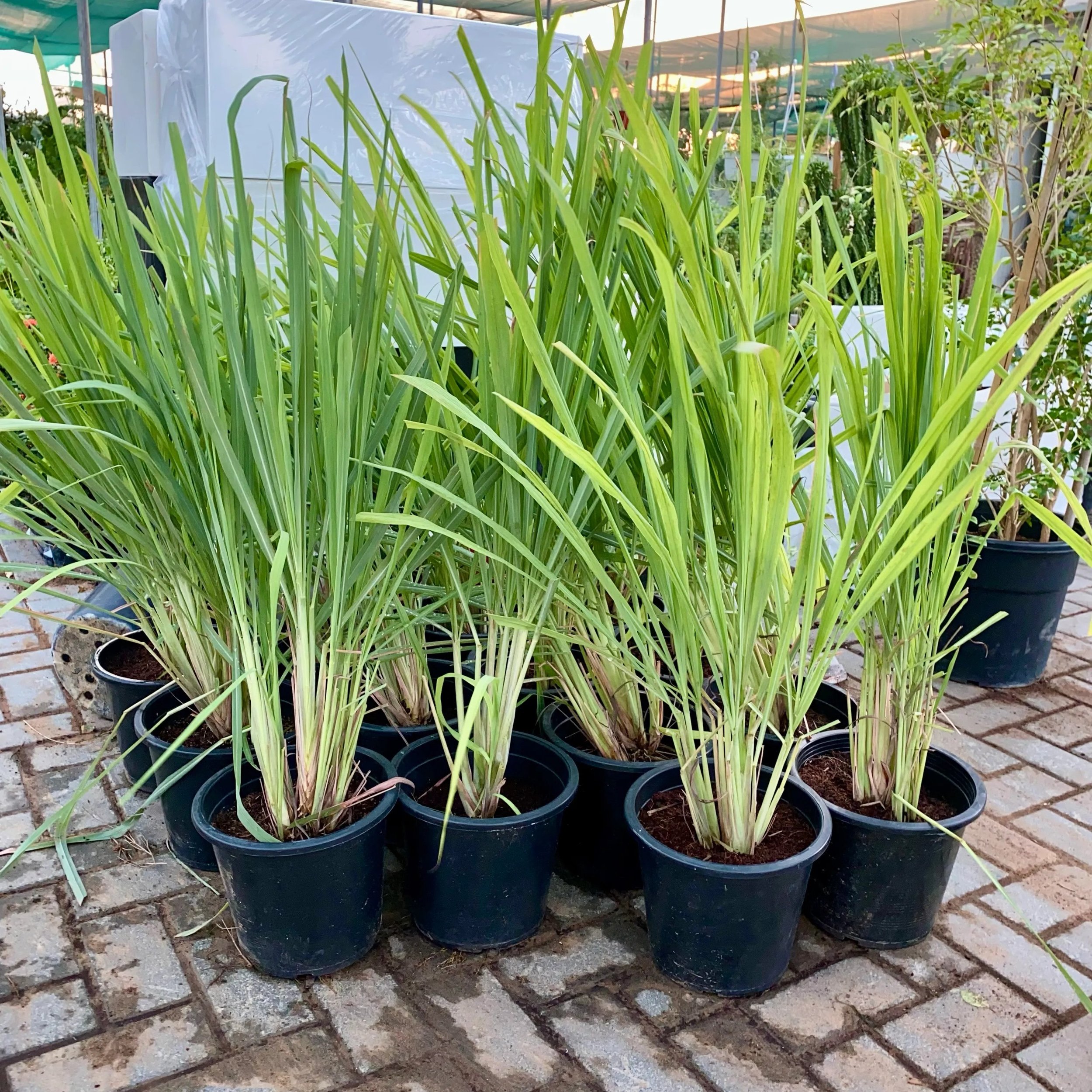 ليمون غراس (Cymbopogon citratus)