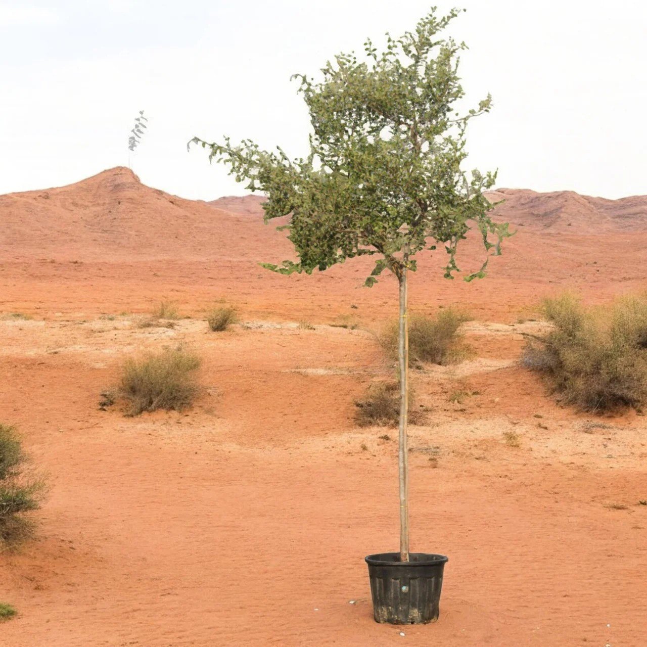 سدرة(Ziziphus spina-christi)