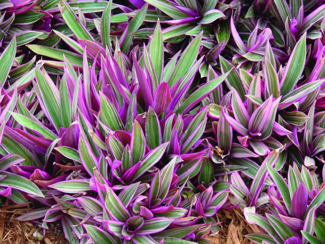 المحار(Rhoeo spathacea)