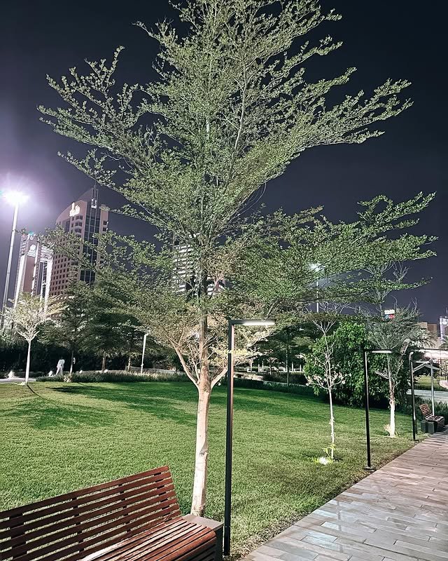 الترمناليا(Terminalia mantaly)