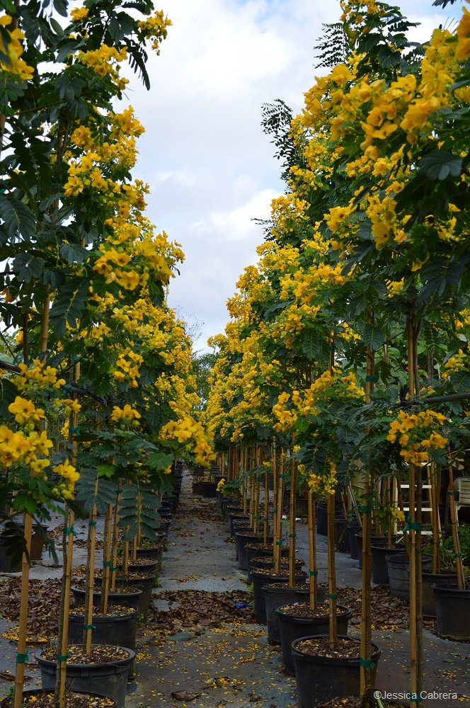 الآكاسيا(Acacia)