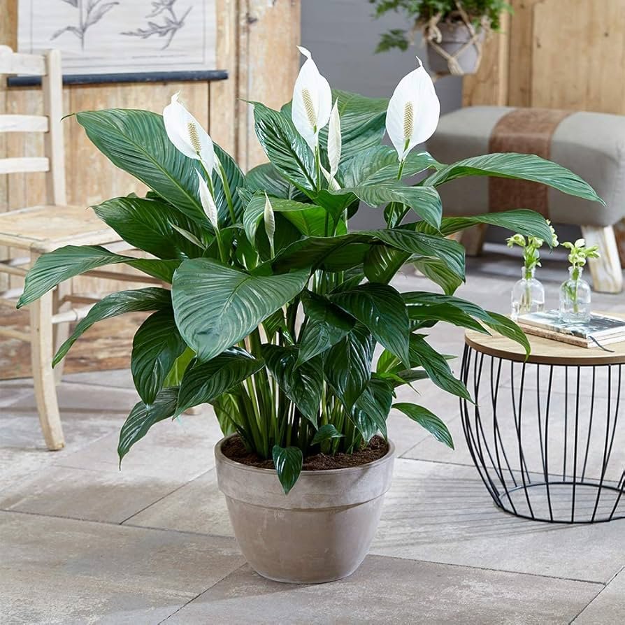 زنبق(Lilium.)
