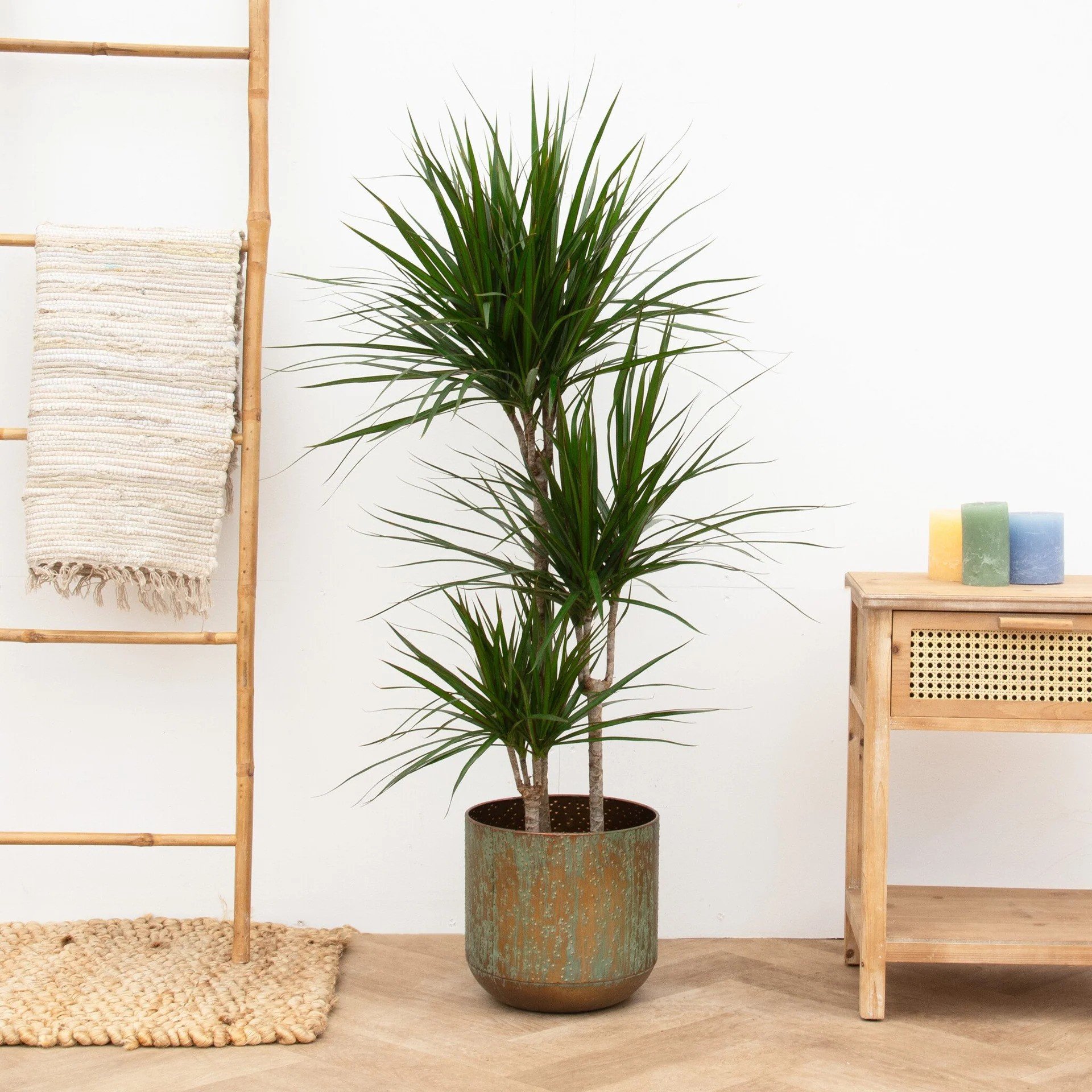 Dracaena