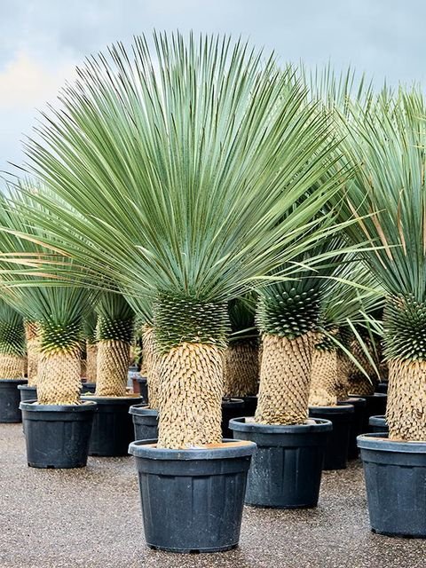 اليوكا(Yucca.)