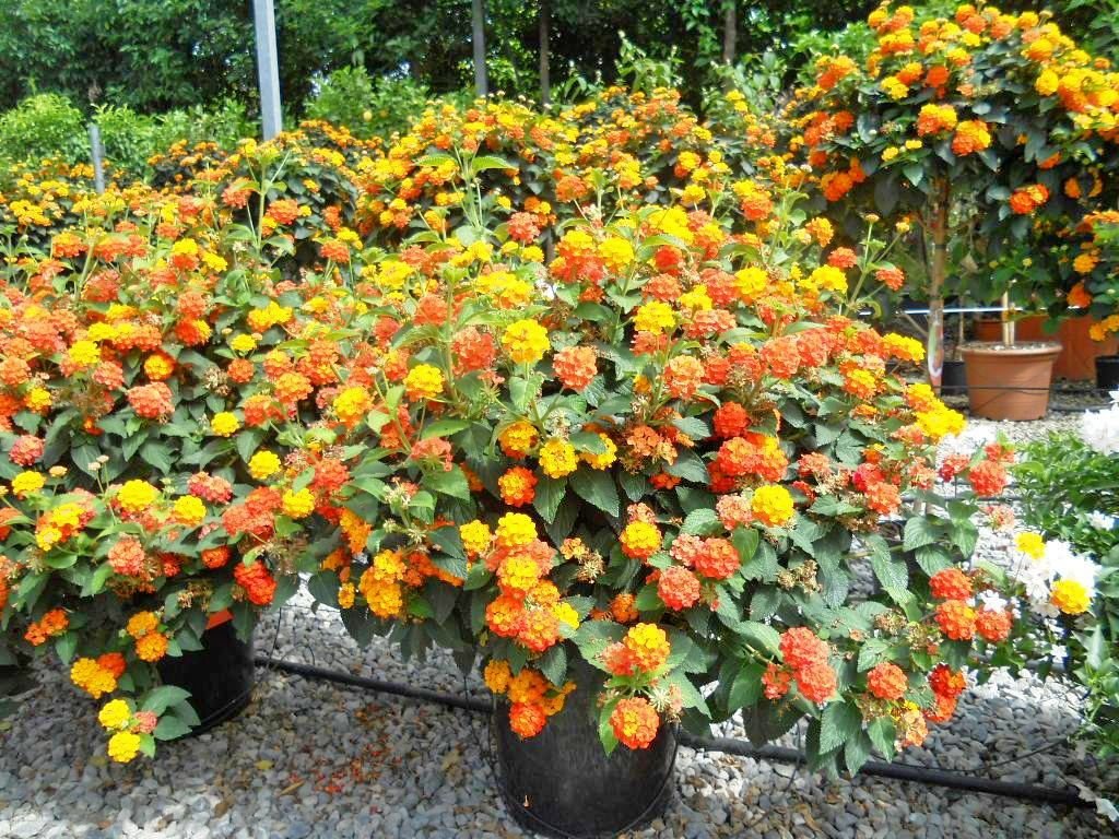 اللانتانا(Lantana camara)