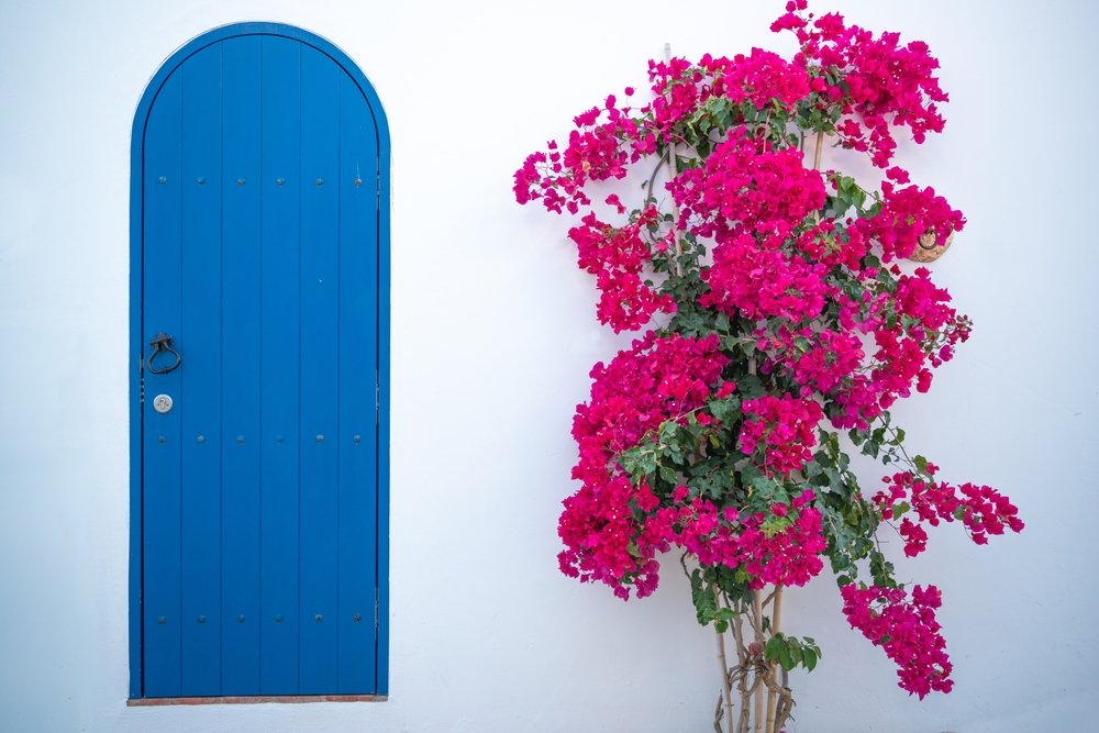 المجنونة (Bougainvillea)