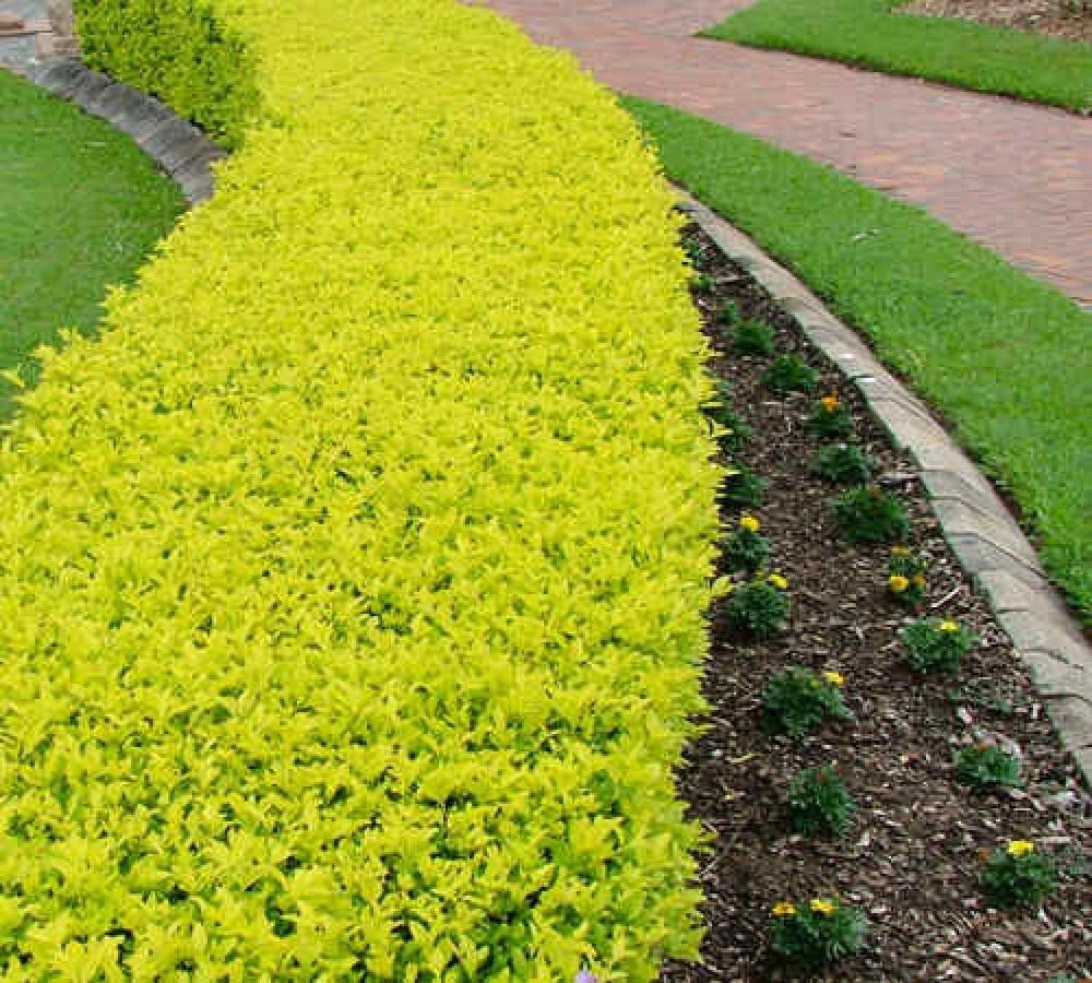 دورانتا(Duranta erecta)