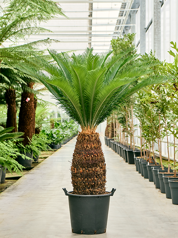 سايكاس(Cycas revoluta)