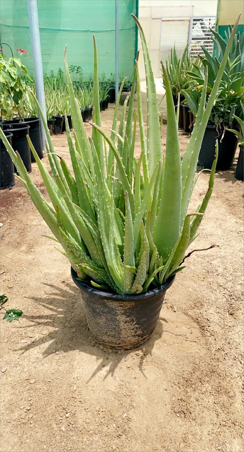 الأوليفيرا(Aloe vera)