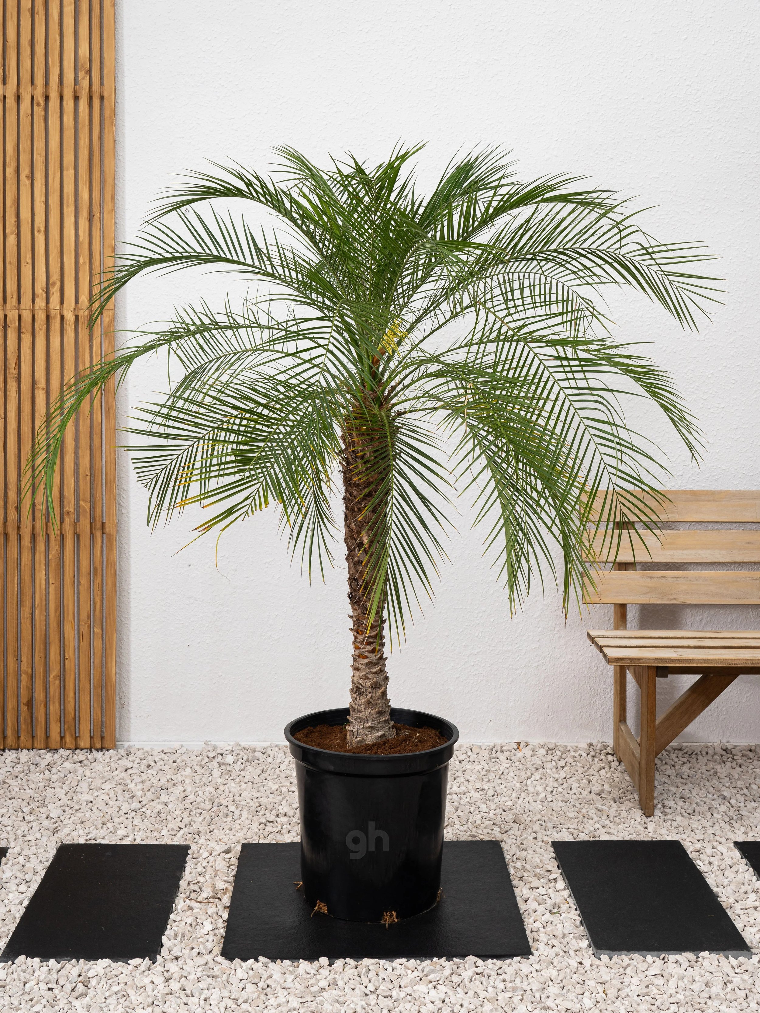 نخيل فينكسPhoenix dactylifera