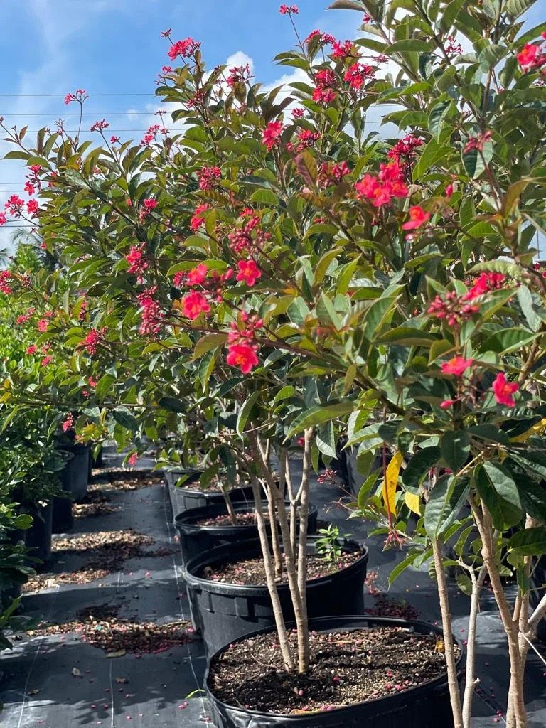 الجاتروفا(Jatropha integerrima)