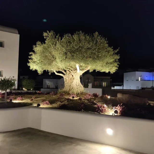 الزيتون(Olea europaea)
