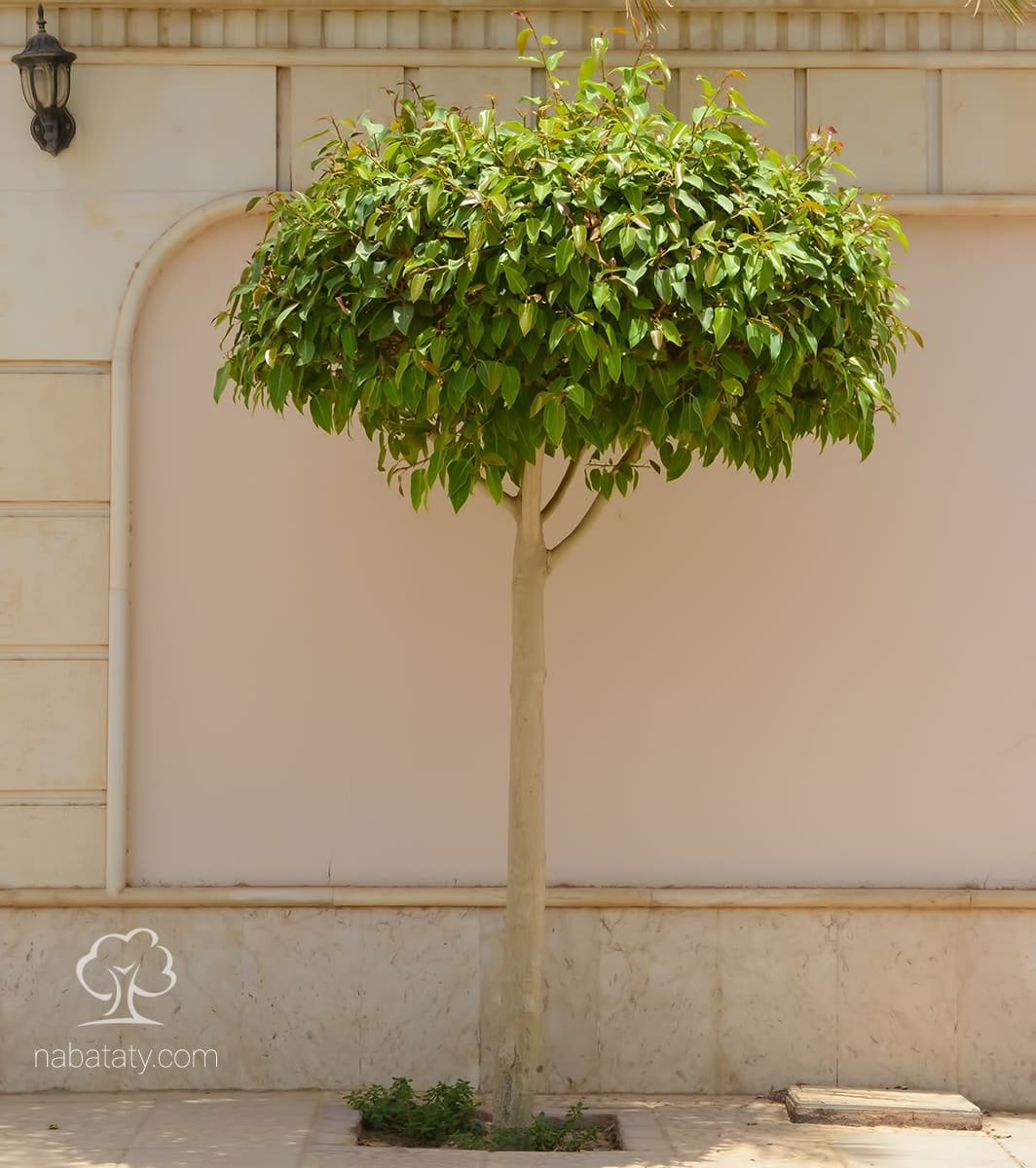 البنجامينا(Ficus benjamina)