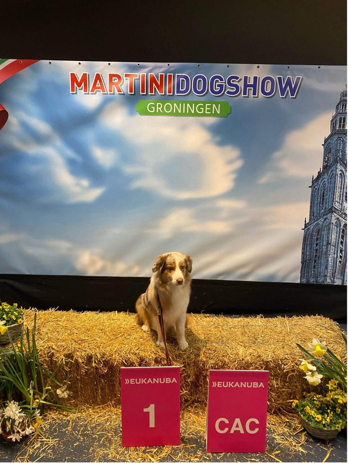 Martini Dog Show