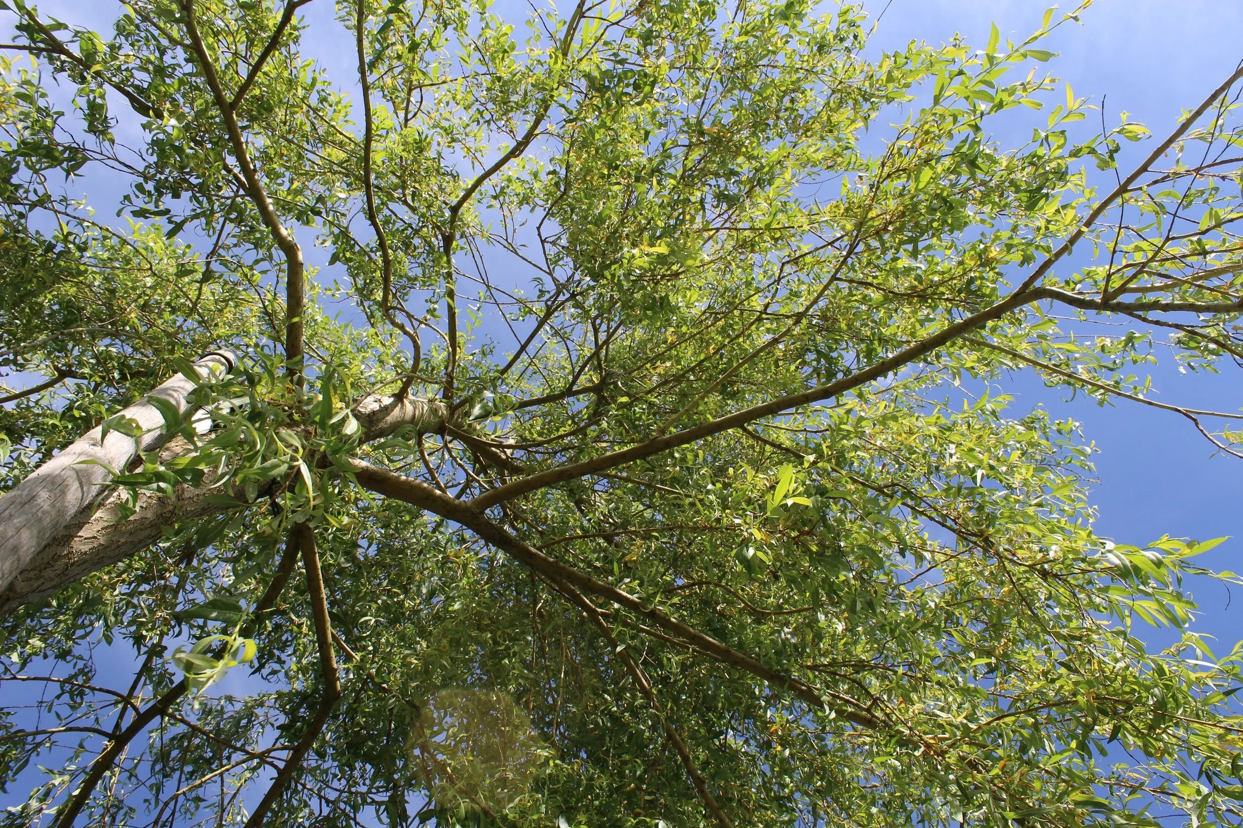Biodiversität heute