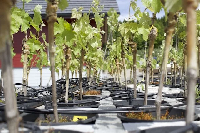 PiWi Rebsorten 2020/21