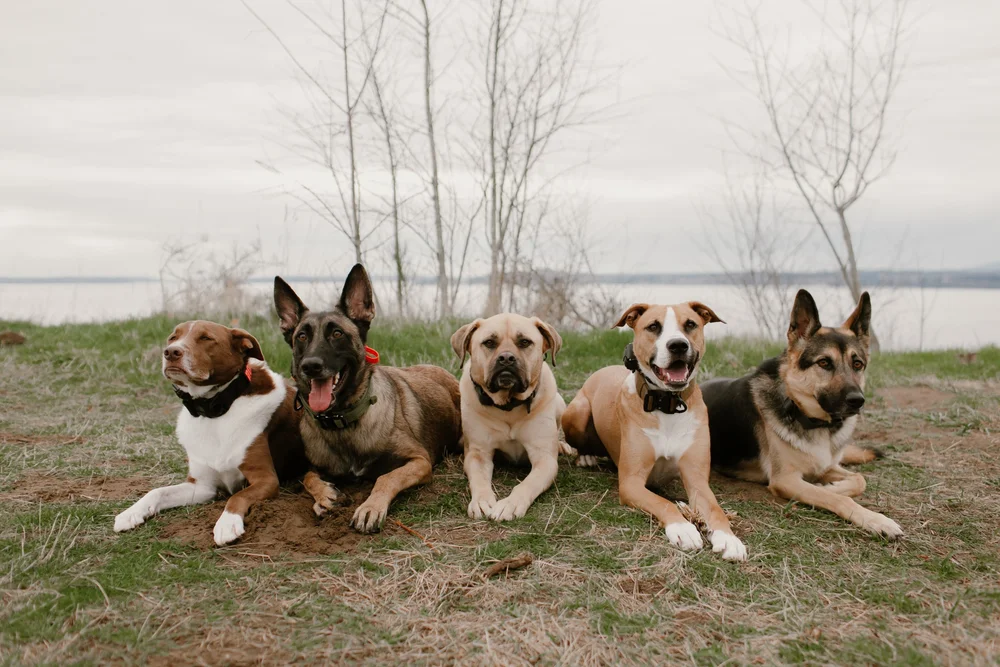 Five dogs lying side by side on the grass by the water