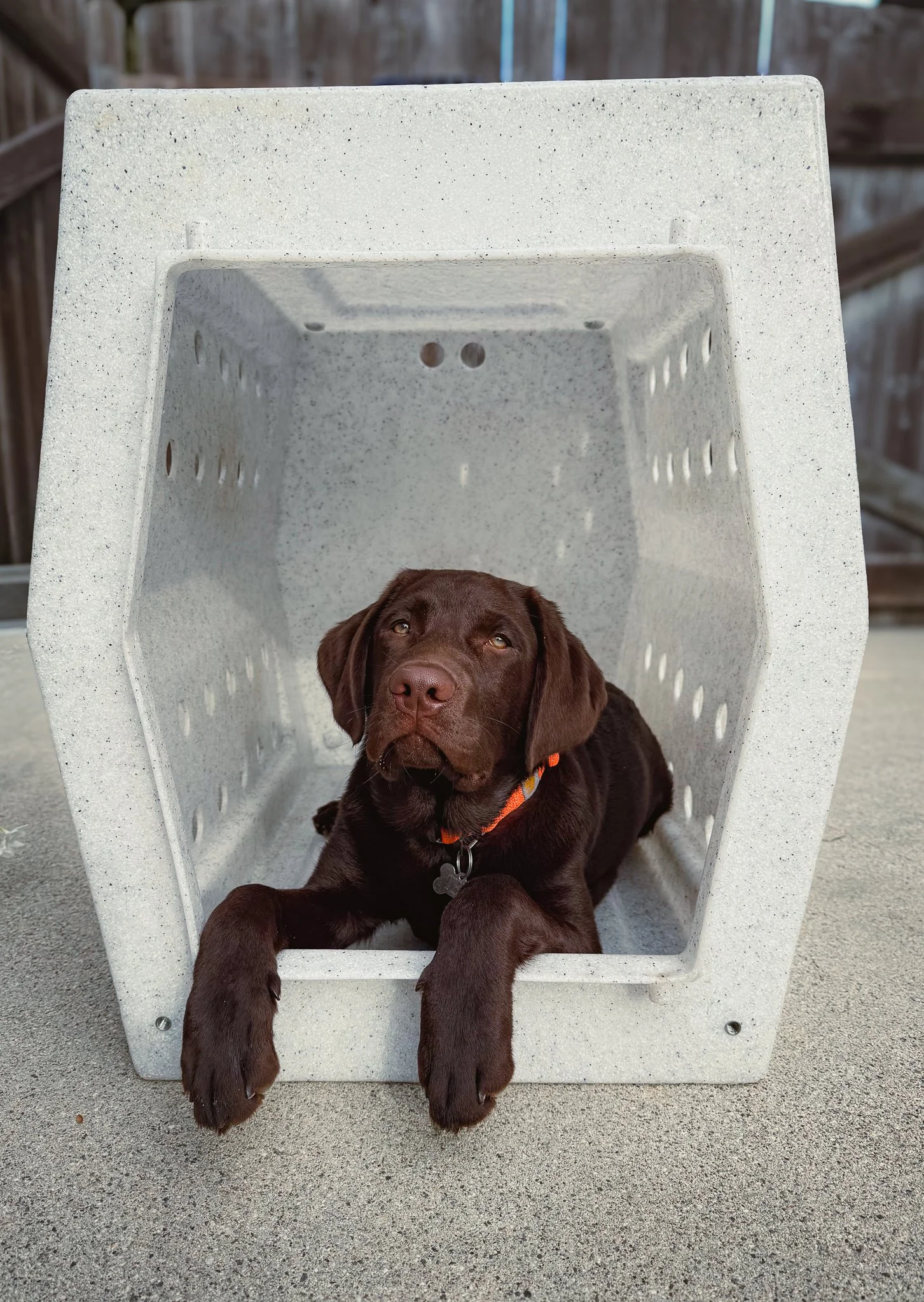 Puppy practicing calm behavior in a crate