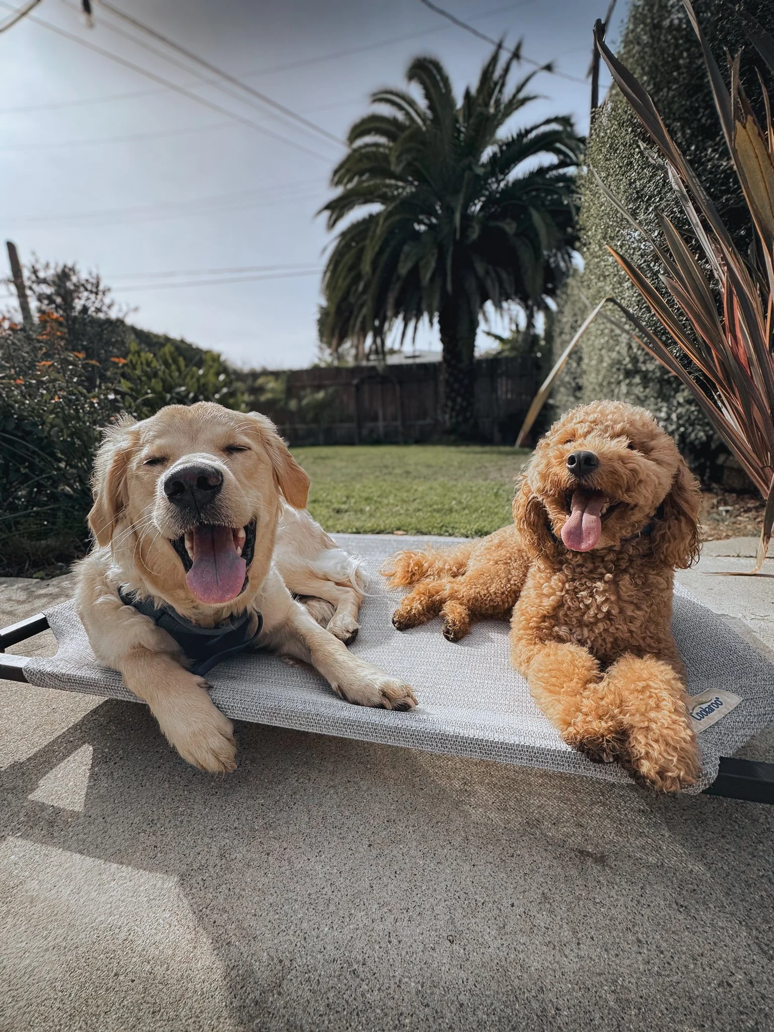 Two dogs relaxing on raised beds outdoors during structured daycare